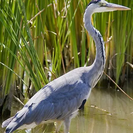Circuit des Serves_2