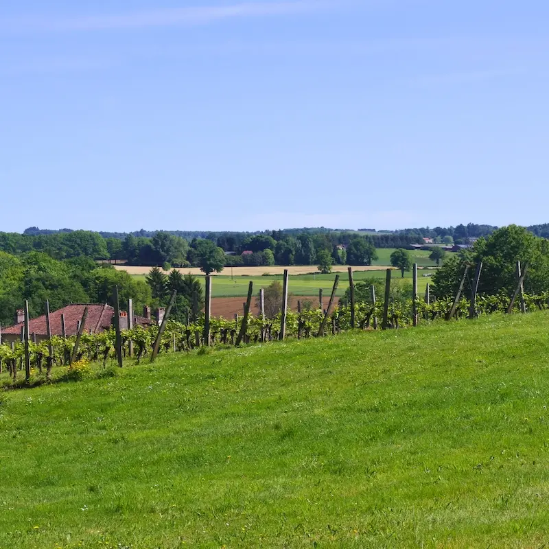 Vigne du Repaire Tardivet (St-Léonard-de-Noblat) - Mai 2025
