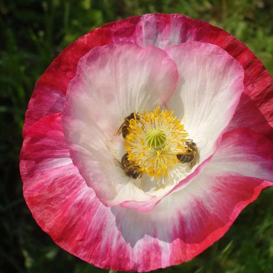A la recherche de pollens