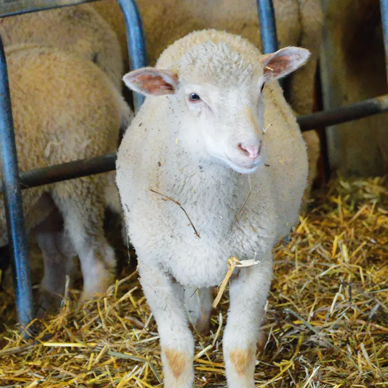 agneau-la-ferme-des-feuillardiers-les-cars
