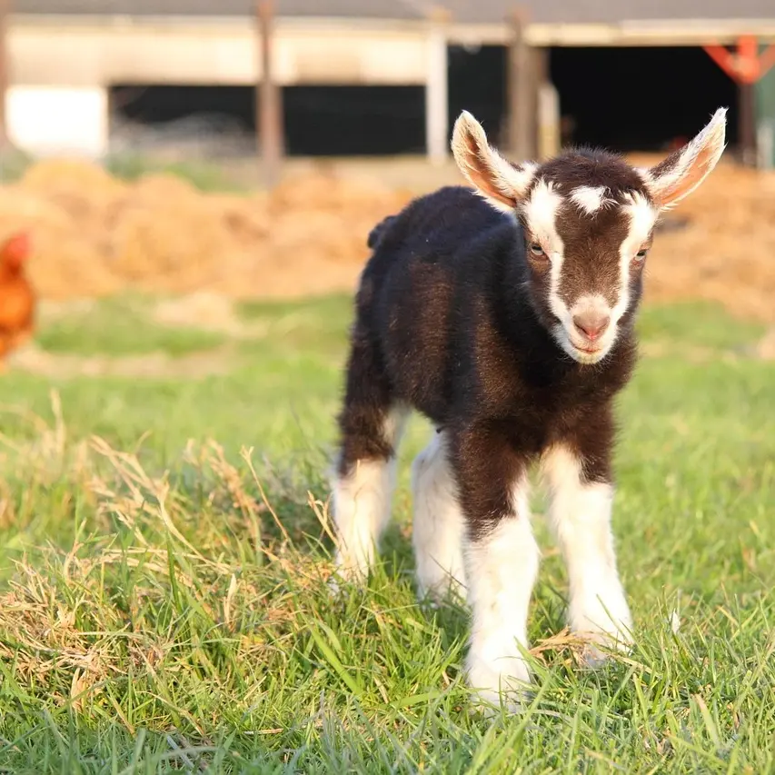 caenhillcc-goat