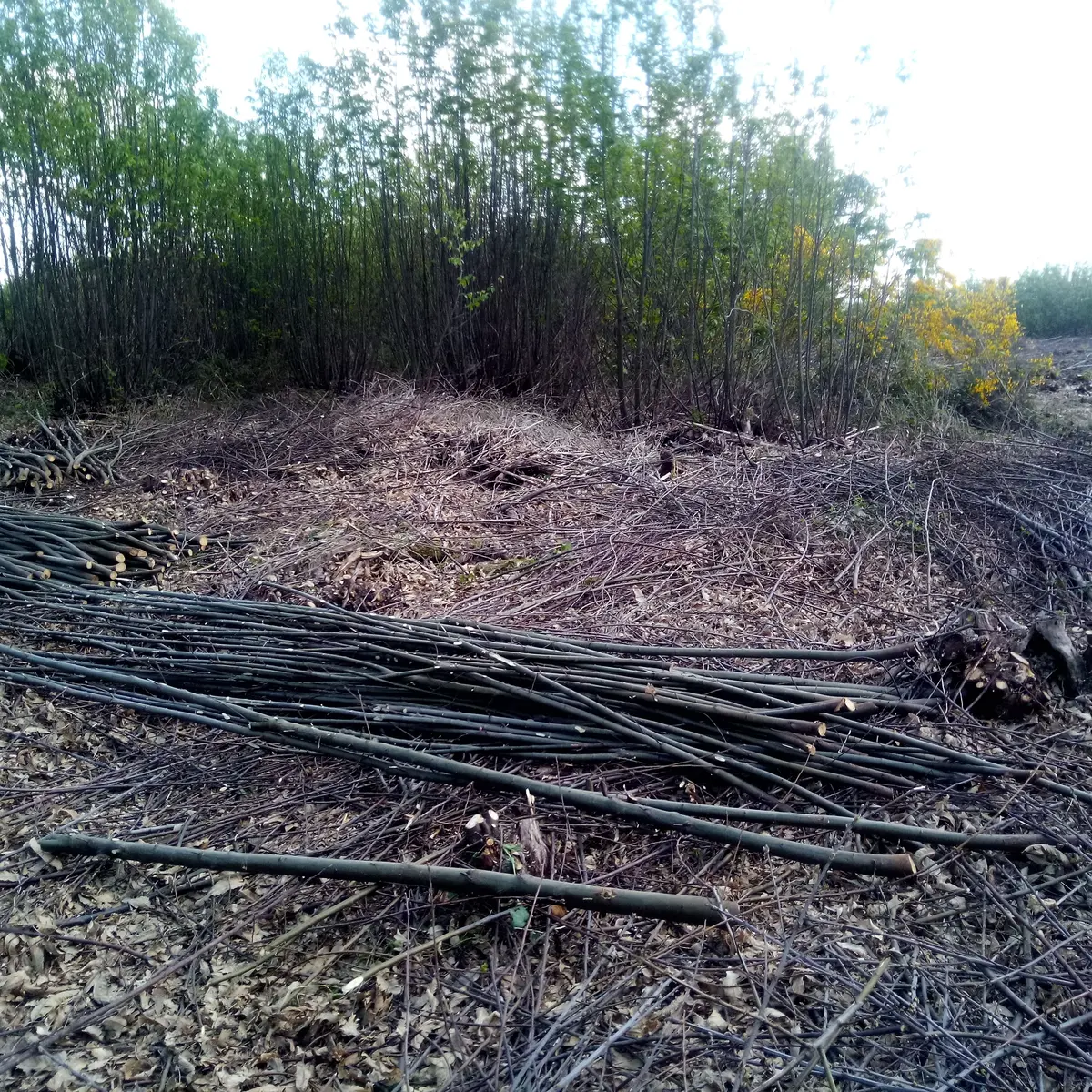 castanea en limousin - Taillis de châtaignier