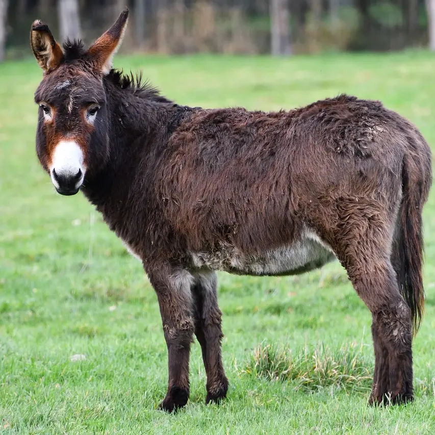 donkey-5872893_1280