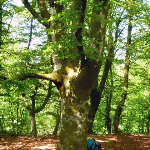 La balade du Grand murin