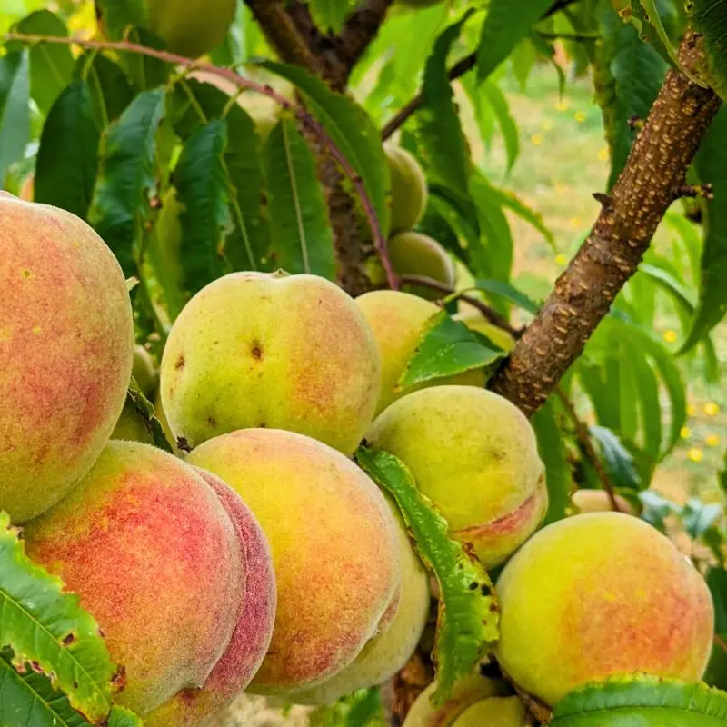 la-sitelle-bussiere-galant