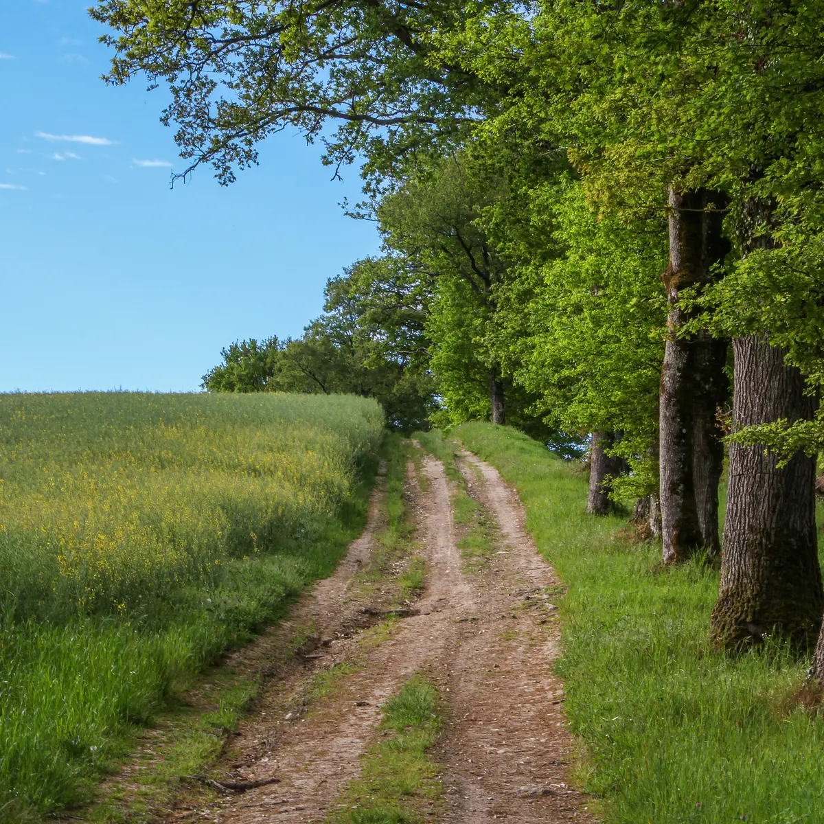oradour-sur-glane_2017_otpol-chemin-2