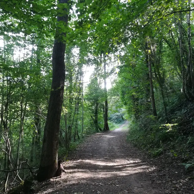 sentier les biards sous bois