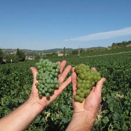CAVES DU SIEUR D'ARQUES