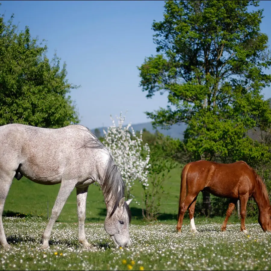 LAVALDIEUR Chevaux pre