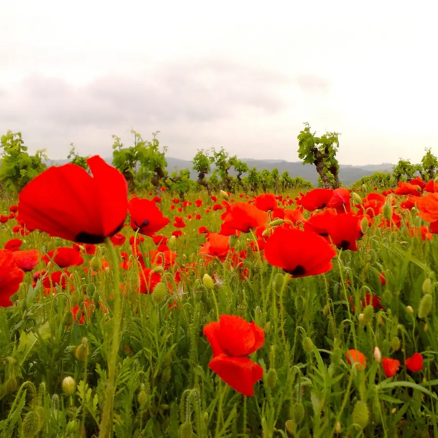 ROUCARELS COQUELICOTS