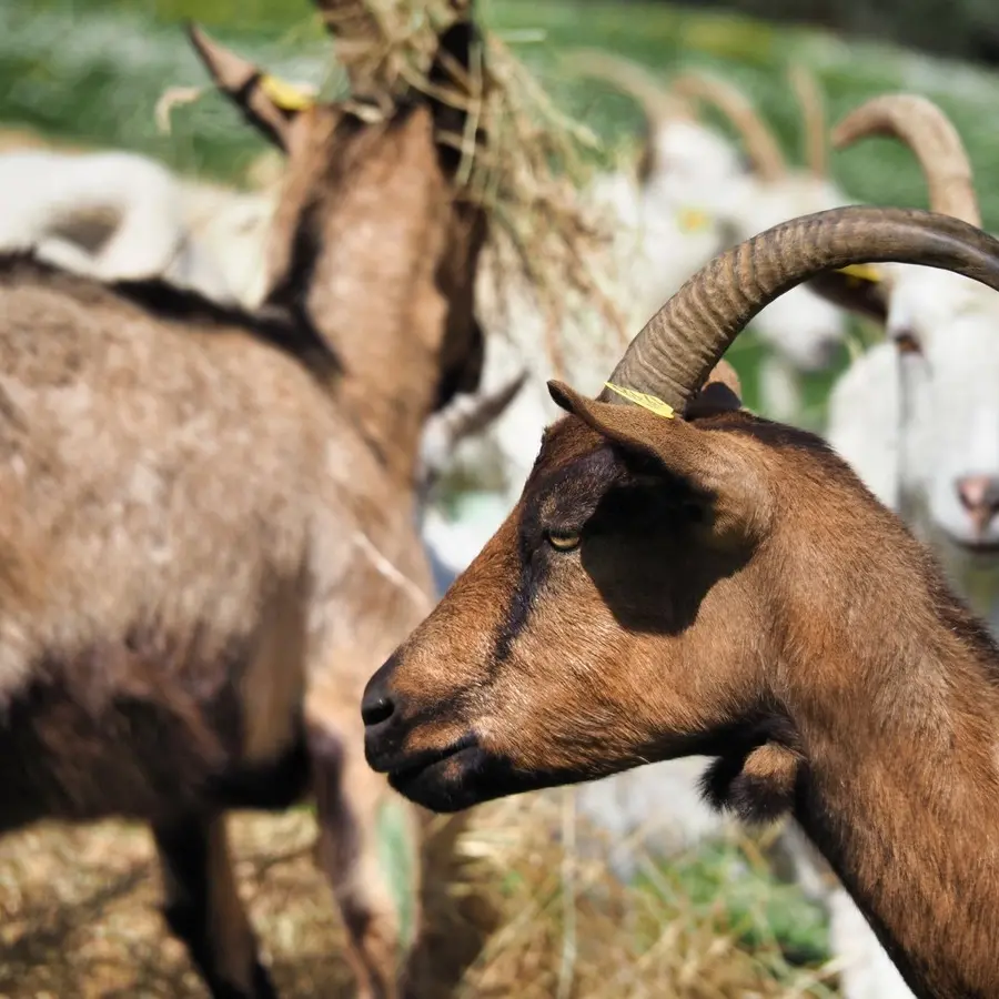 DOMAINE DE SOUSTROBE