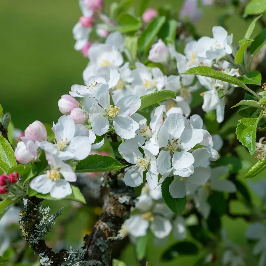 Fleur de pommier