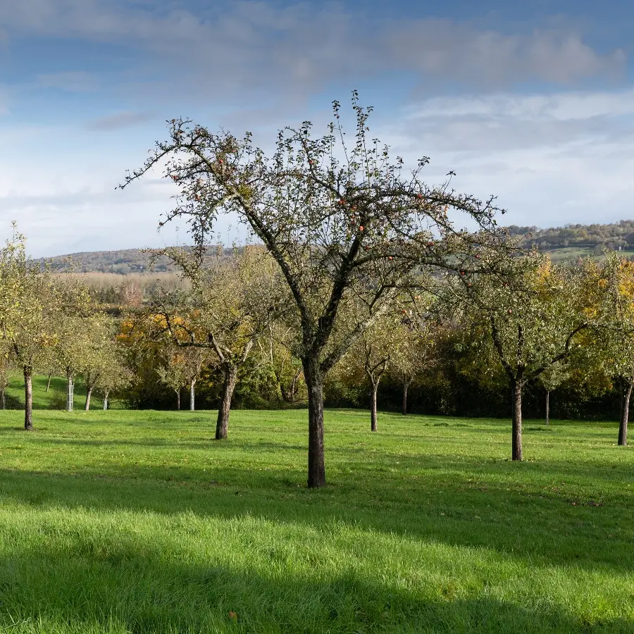 Vergers du Lieu Chéri