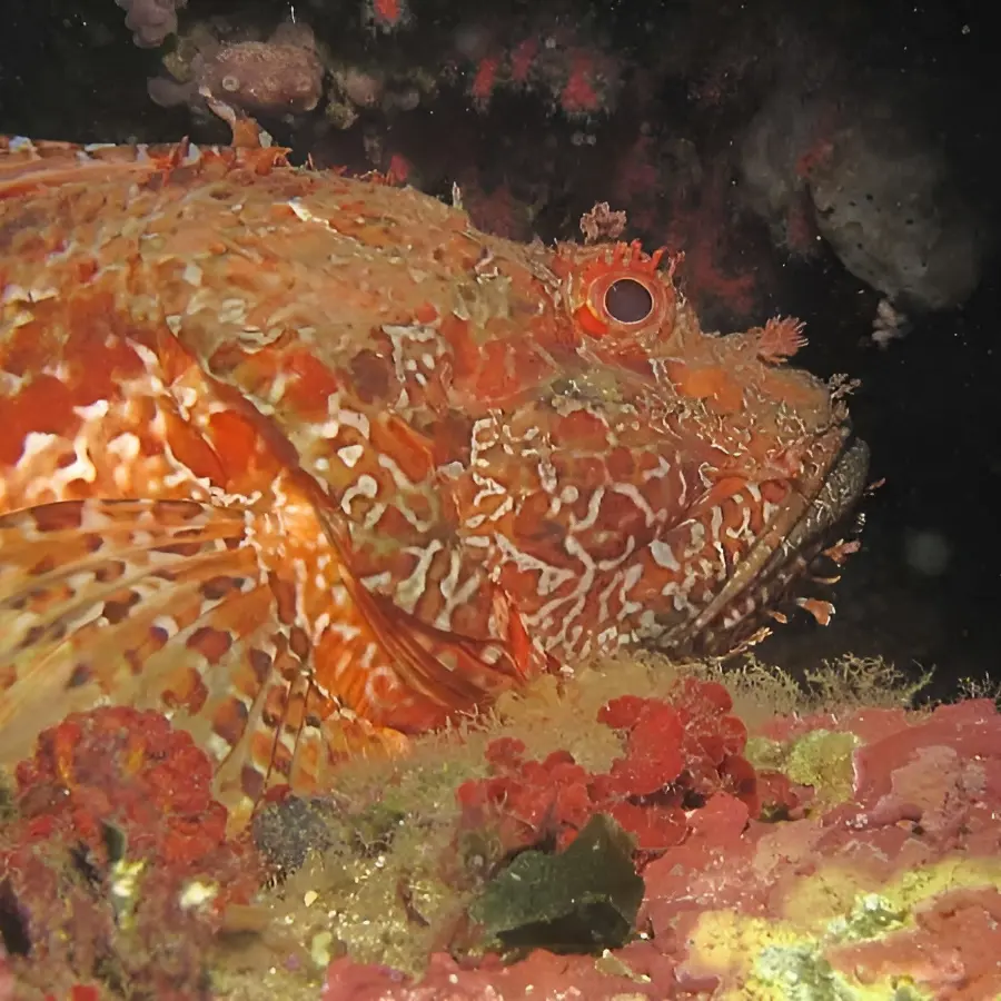 découverte de la faune et flore en plongée