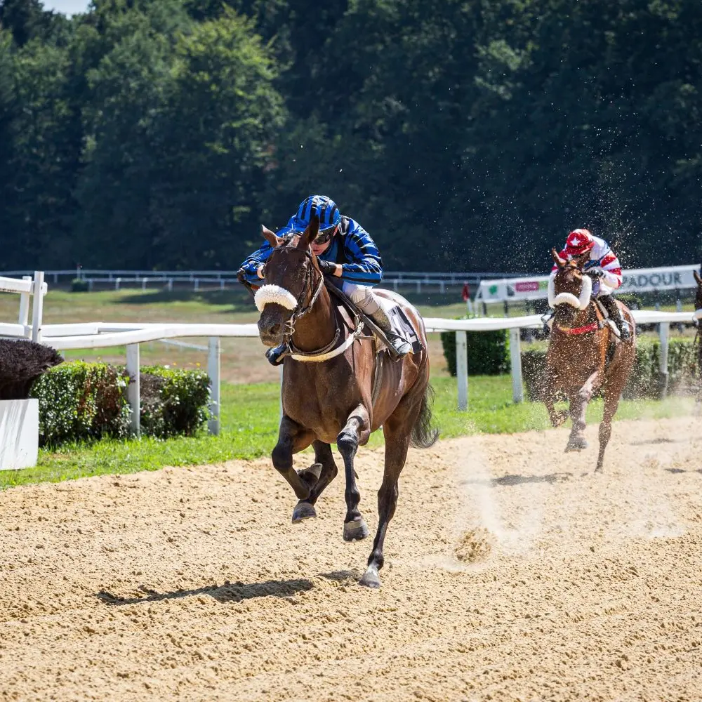 Courses hippiques - Pompadour ©Cris Bastiane - Web  (7)