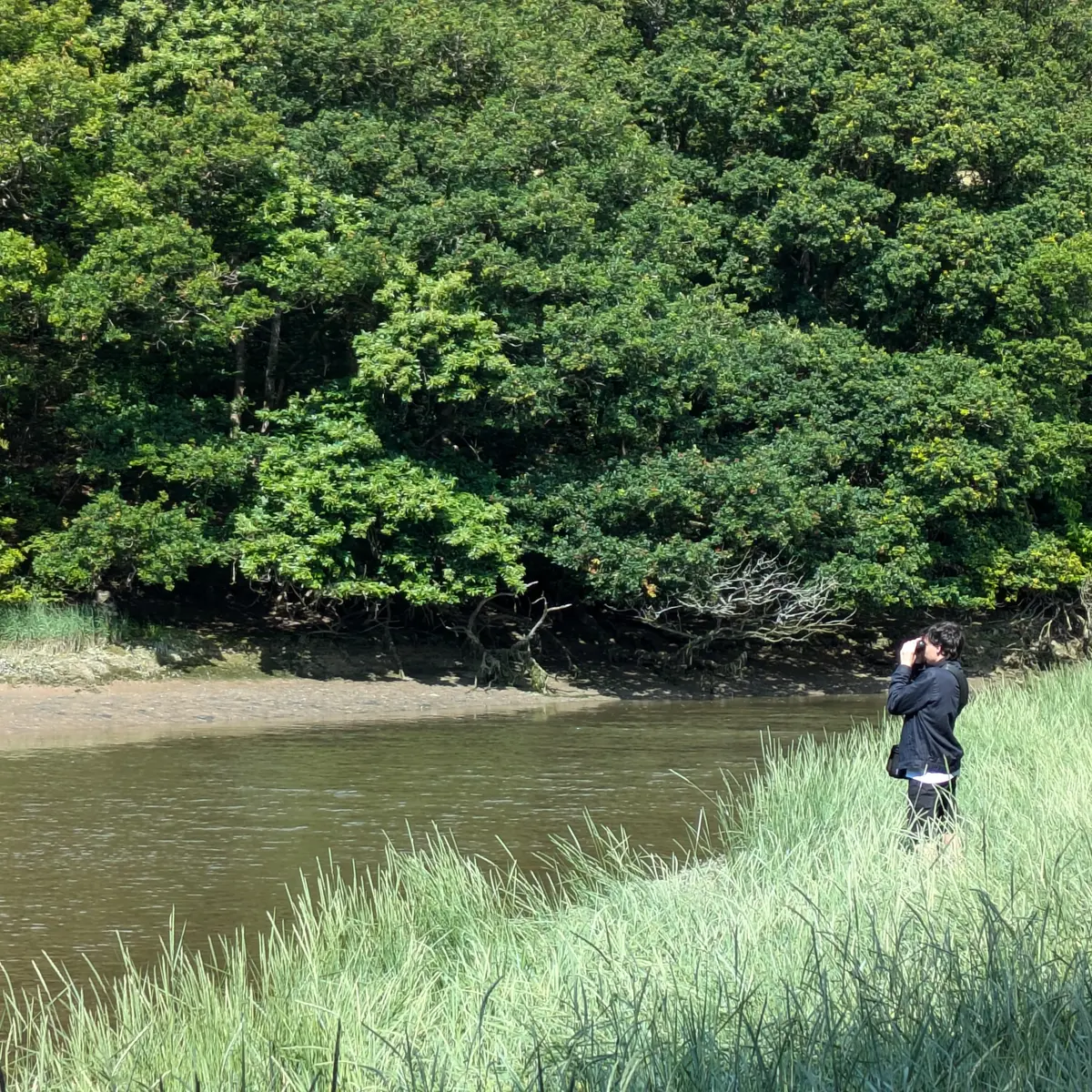 observation des oiseaux