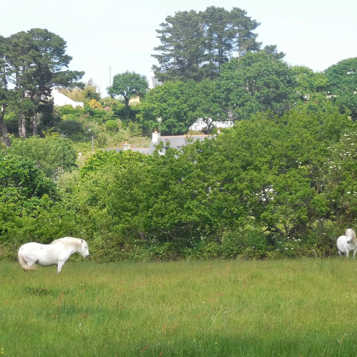 chevaux Trestel