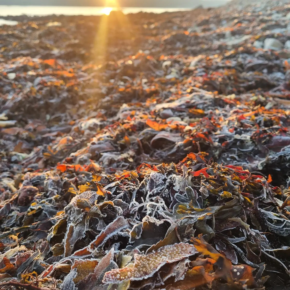 Des algues dans tous leurs états