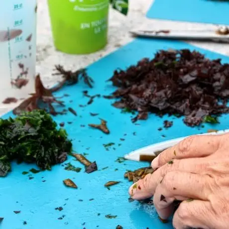 Detente-Origin-algues2