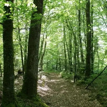 rando Sur les terres du Dresnay Loguivy-Plougras