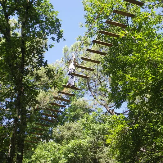 Forêt des écureuils