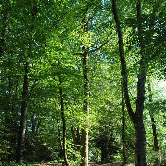 ©Phot'oc la Barde Chataigniers Forêt été