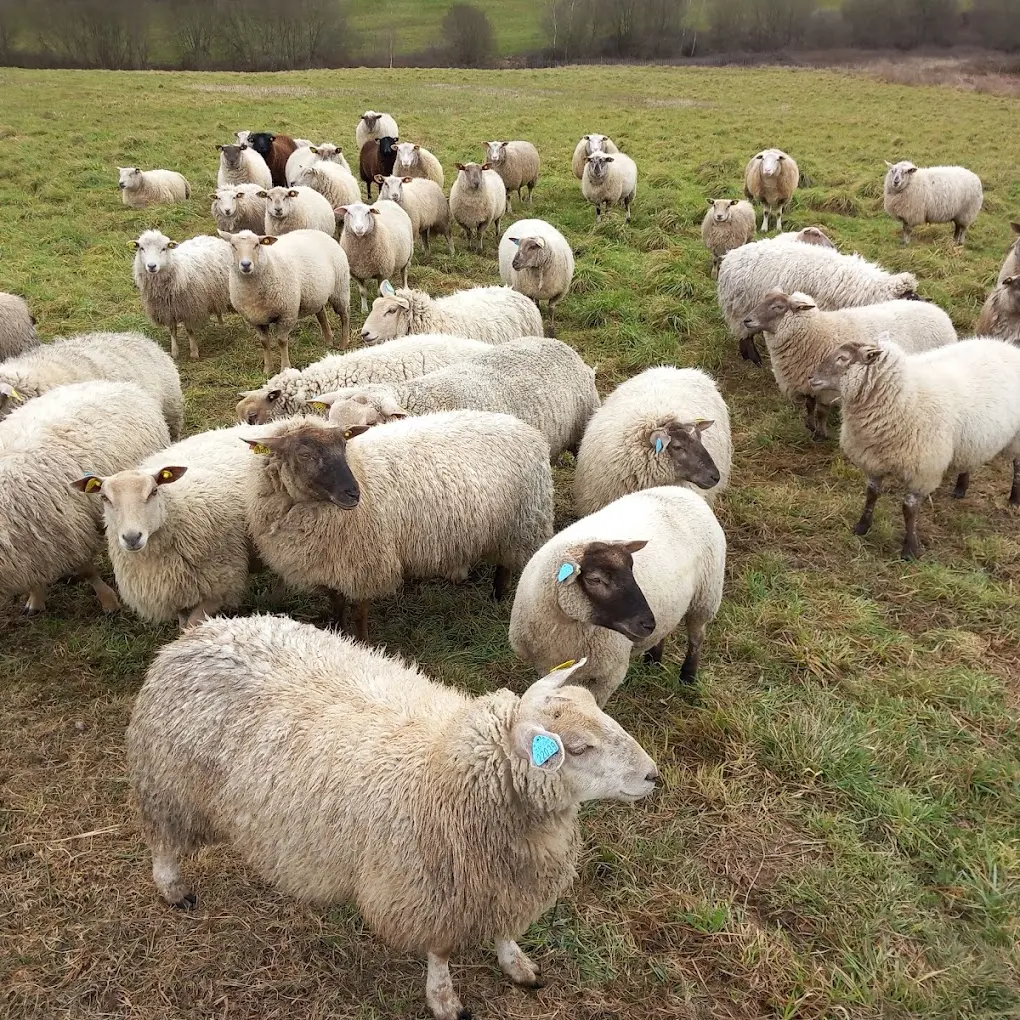 troupeau moutons