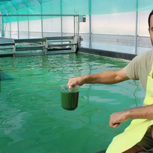 un-metre-carre-de-bassin-doit-permettre-de-produire-700-a-800-grammes-dalgues-par-an-selon-le-spirulinier-jean-marc-constant