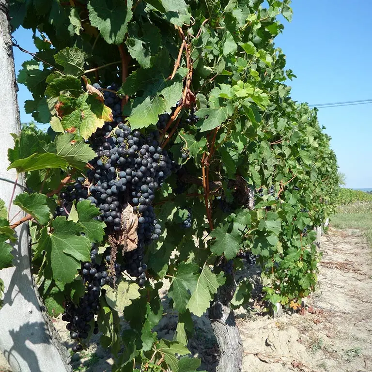 vignes-de-st-laurent2