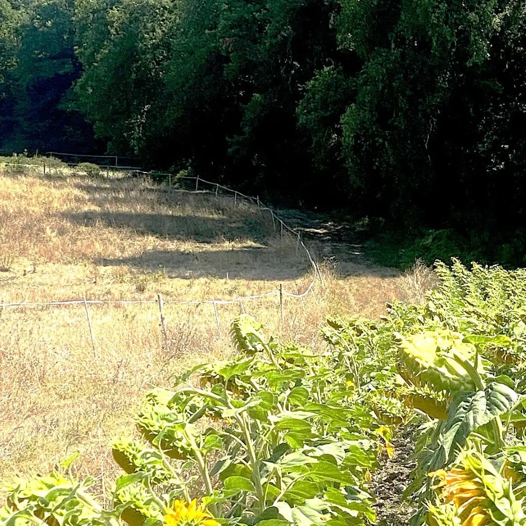 CORNILLE-Boucle du pigeonnier-Chemin
