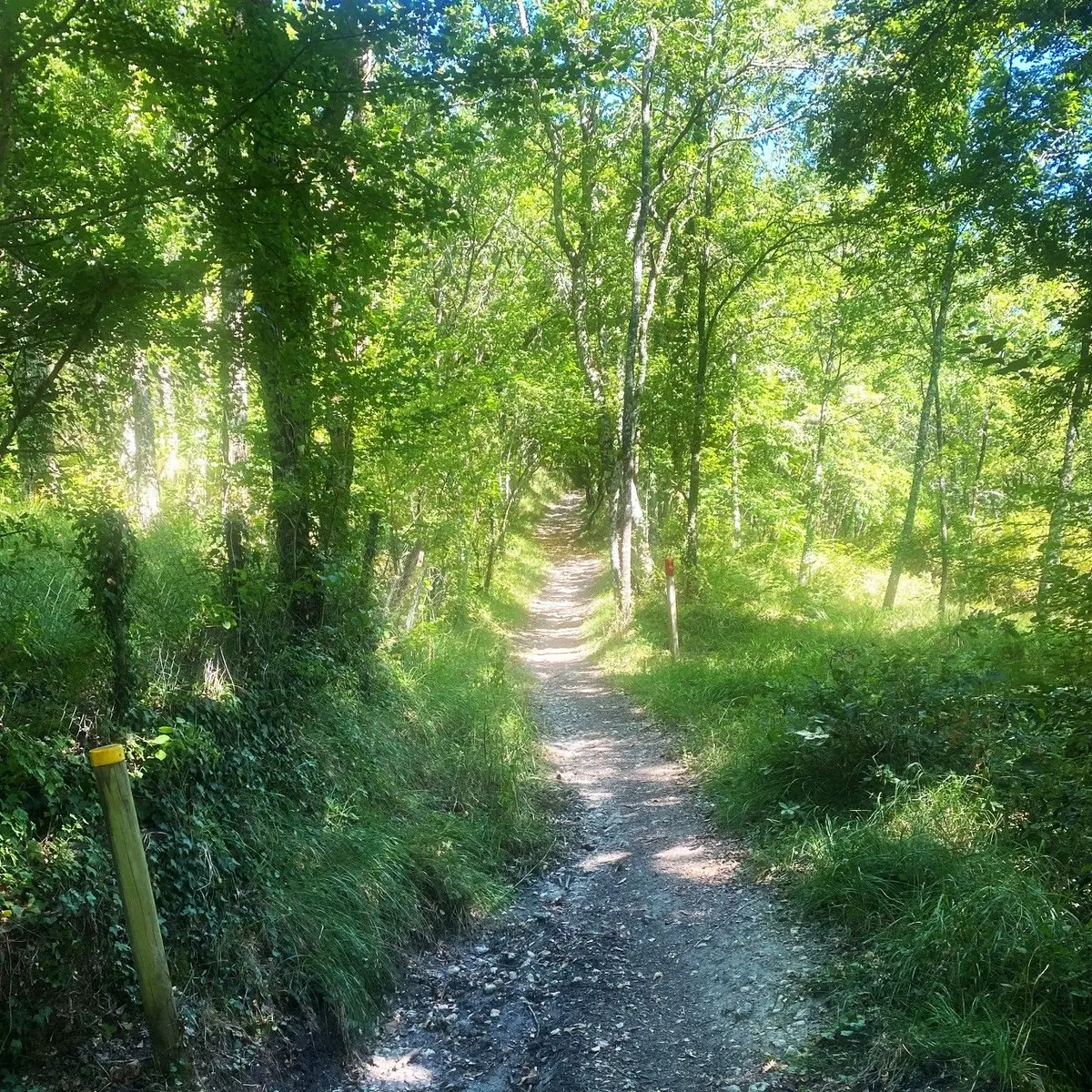 COURSAC-Boucle des Bordes d'Antan-Chemin