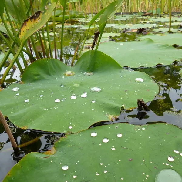 Jardin botanique d'ALAIJE Lotus