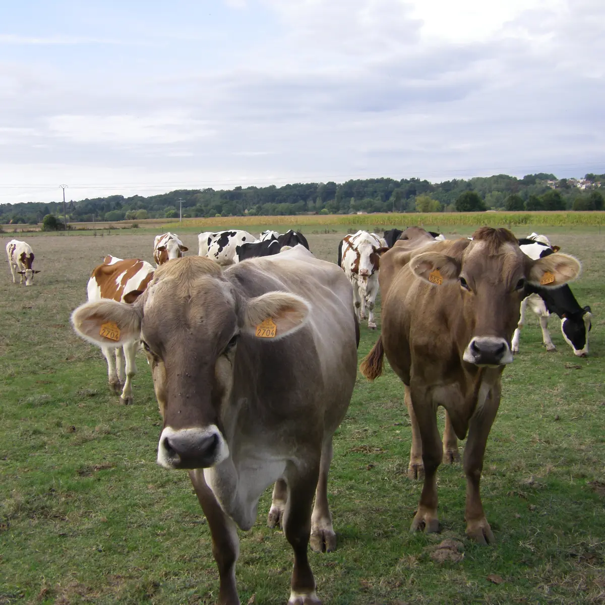 Jereczekpaysage et vache 033