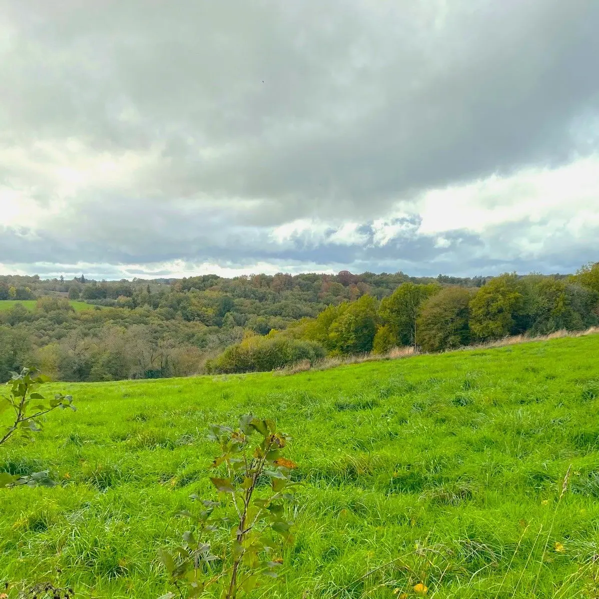 LANOUAILLE-Boucle de Laujardie-Chemin