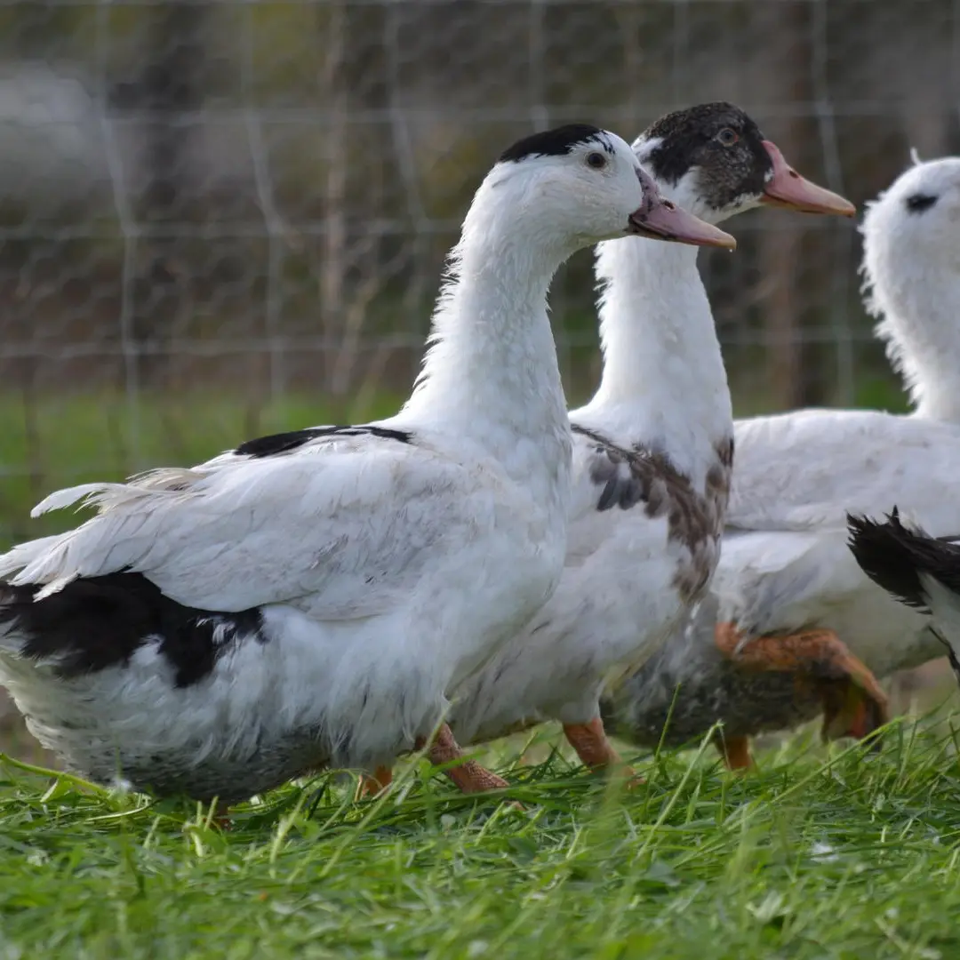 Photos-pour-encart---Ferme-de-Fages-- 4