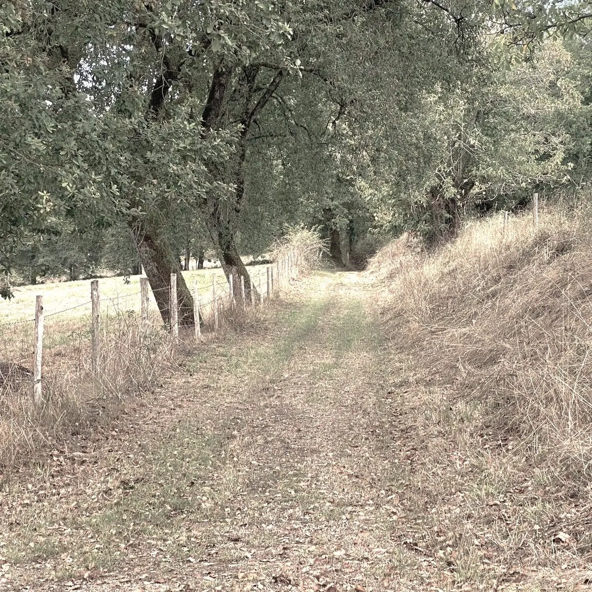 SCEAU-SAINT-ANGEL-Boucle de Sceau-Chemin