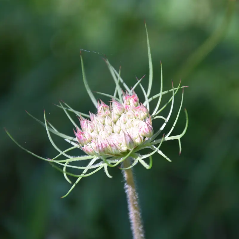 SAINT FRONT ALEMPS F