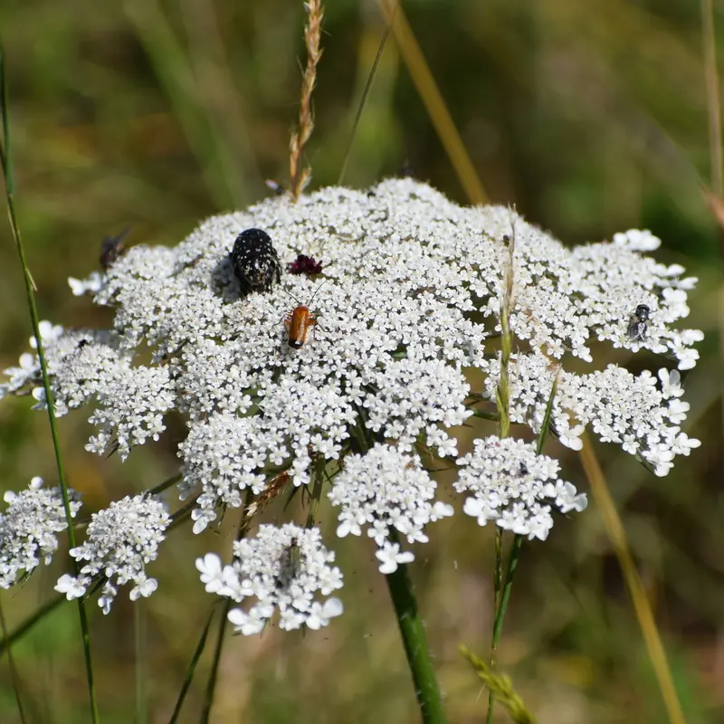 SAINT FRONT ALEMPS F2