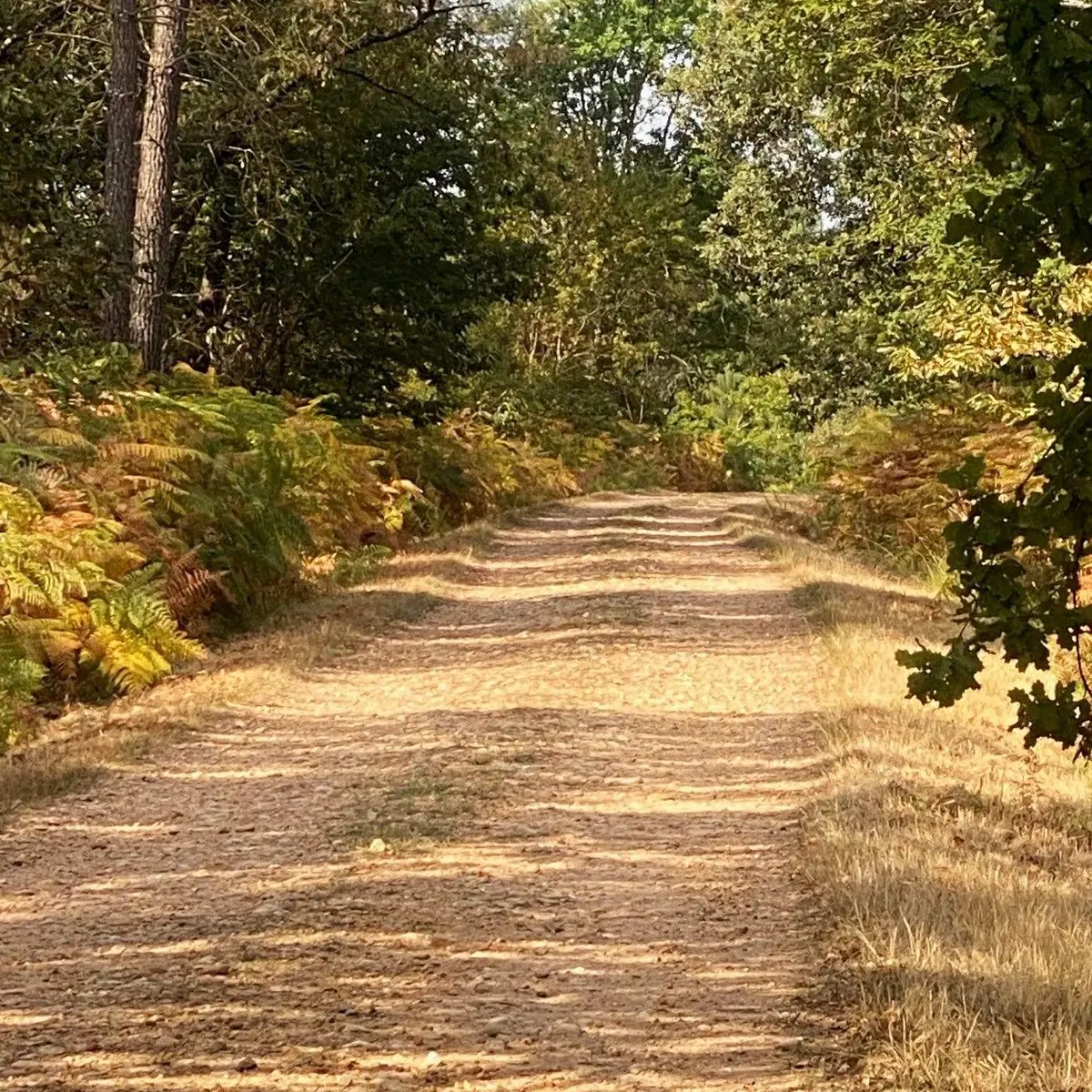 SAINT GERMAIN DU SALEMBRE-Balade de la Fontaine-Chemin