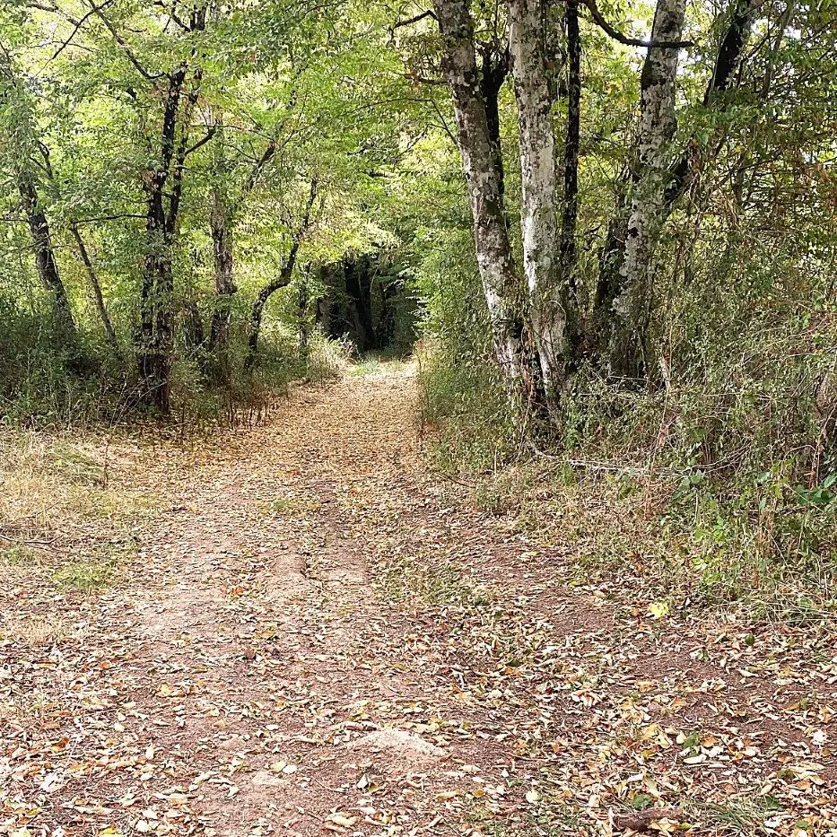 SAINT JORY LASBLOUX-Boucle de l'eau et de la forêt enchantée-chemin
