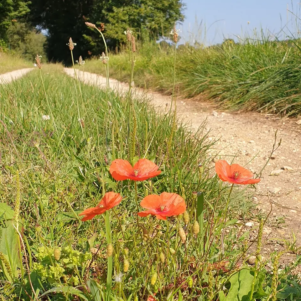 SAINT PIERRE DE COLE CHEMIN
