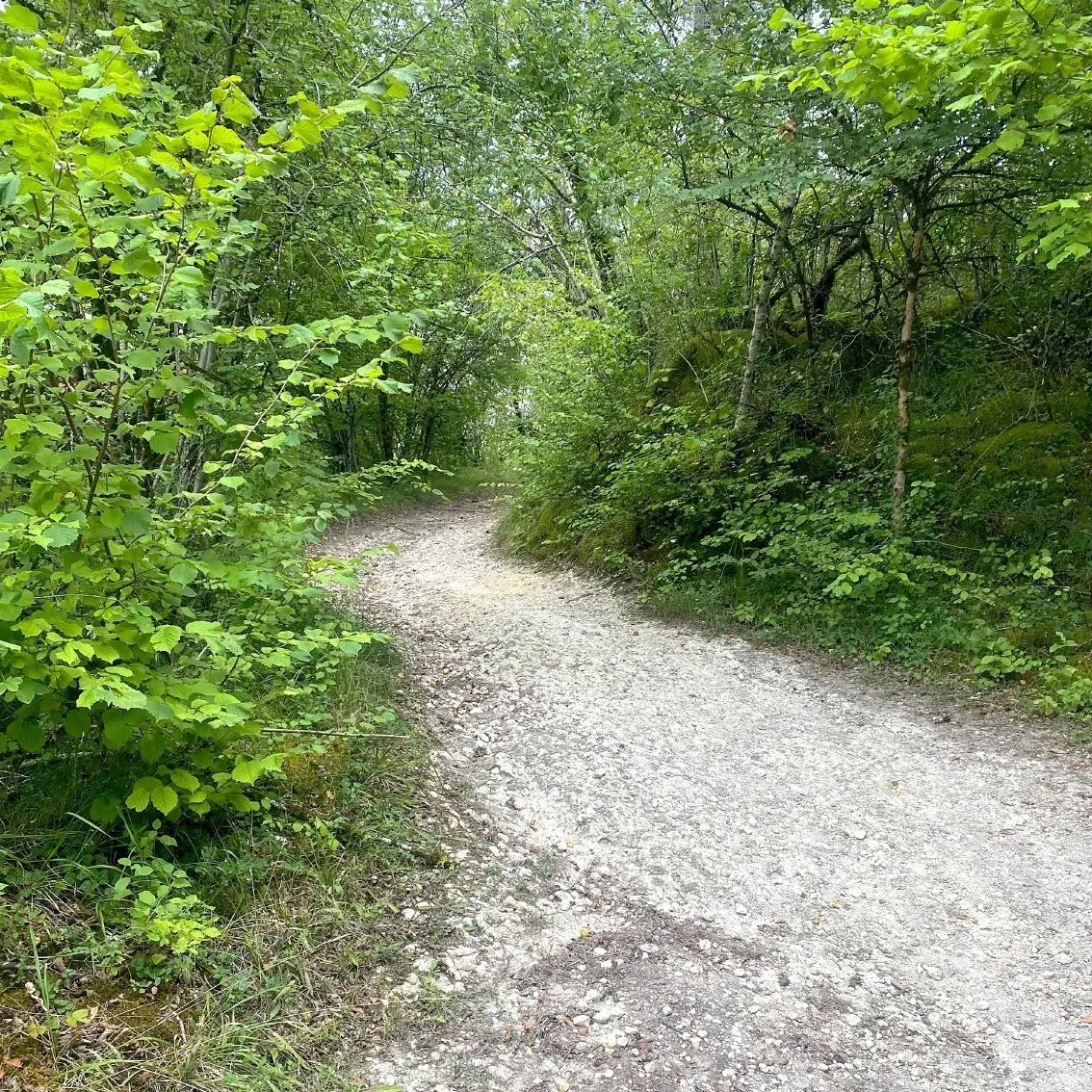 SARLIAC-Boucle des grands bois-Chemin