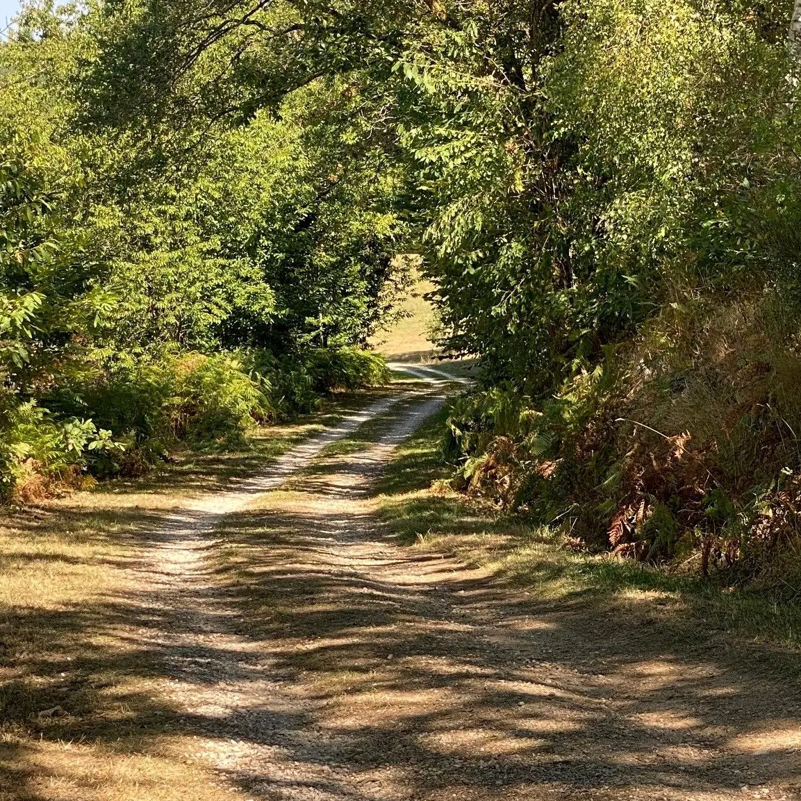 SAVIGNAC DE NONTRON-Boucle des cheyroux-Chemin