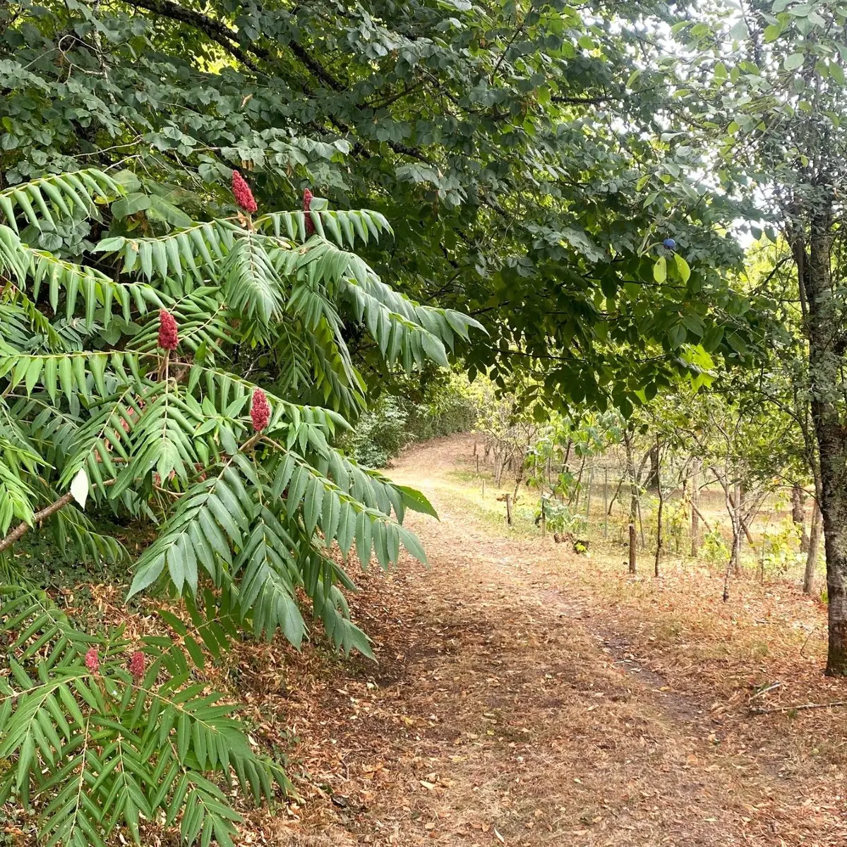 SOURZAC-Boucle de la patte de chien-Chemin