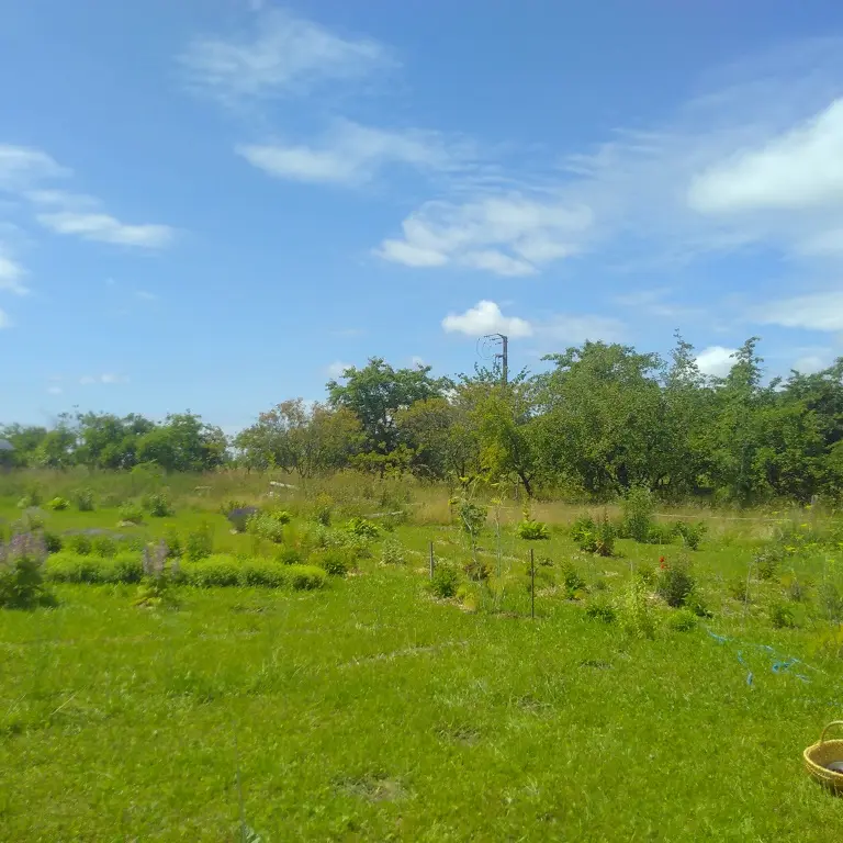 Le jardin des Simples Sauvages