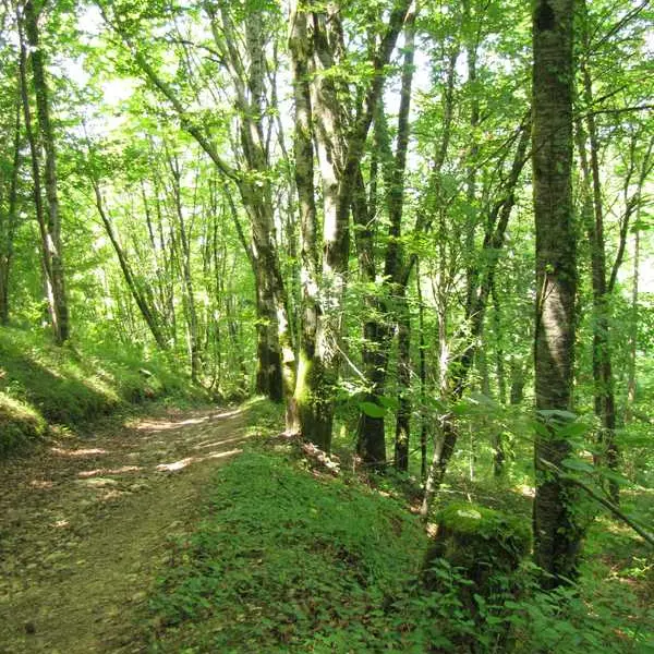 Sous-bois de la forêt