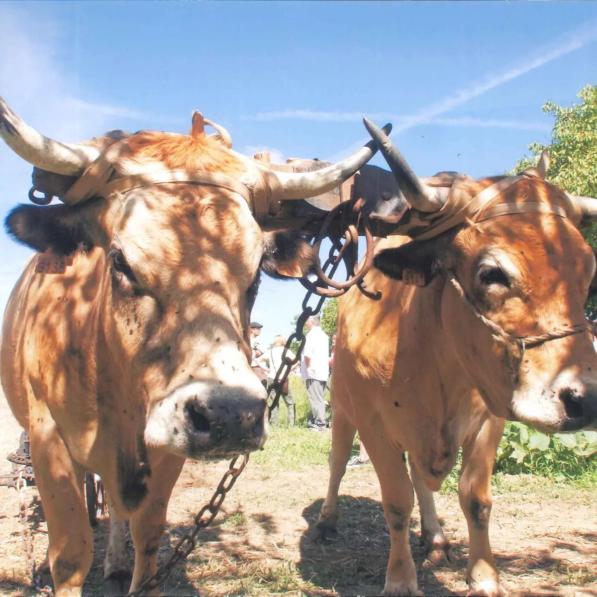 Comice agricole