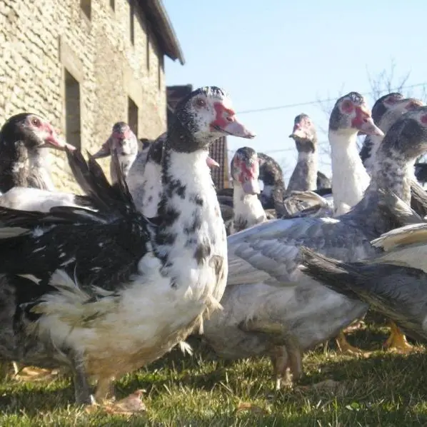 ferme des roumevies