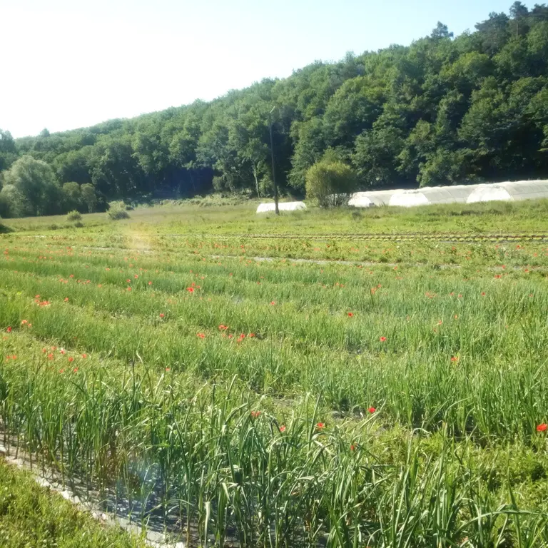 lesjardinsdevalojoulx
