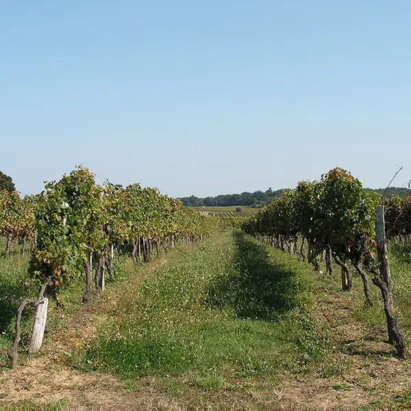 nastringues-vignes